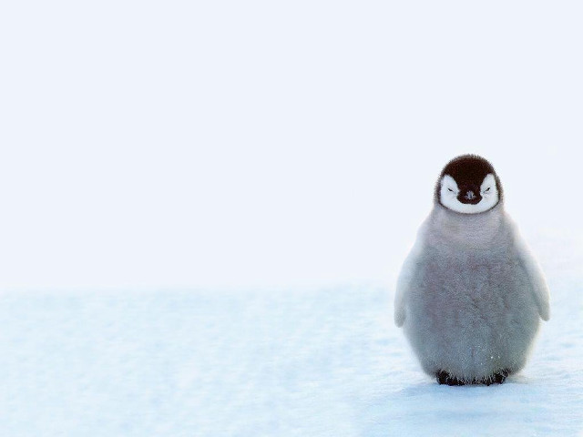 Penguin snow eyes closed black free wallpaper - medium preview image
