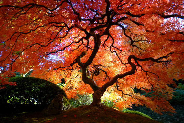 Tree red leaves park bench #11 free wallpaper - medium preview image
