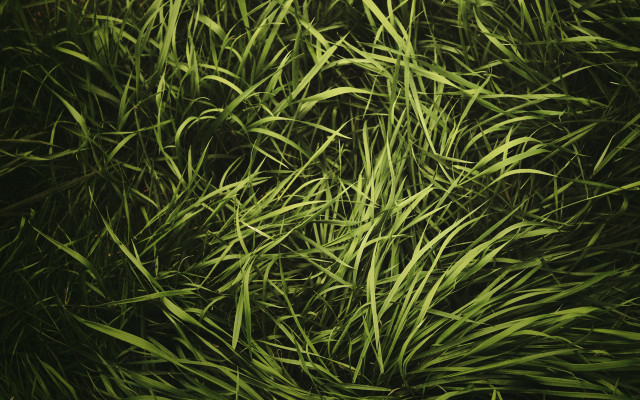 Grass black background white clock free wallpaper - medium preview image