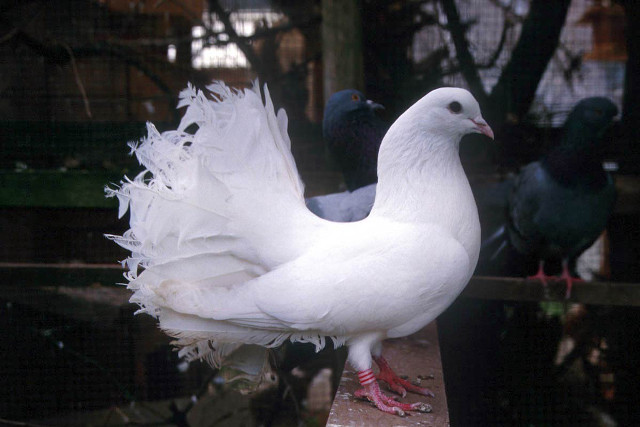 White bird feathers ledge caged free wallpaper - medium preview image