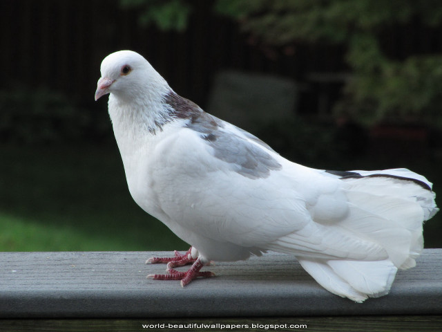 White pigeon wooden ledge outside free wallpaper - medium preview image