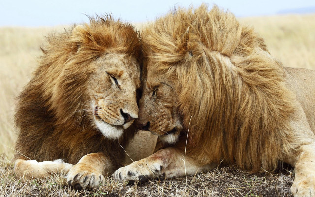Two lions laying down grass free wallpaper - medium preview image