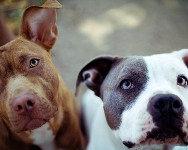 Sad dogs looking up camera free wallpaper - medium preview image