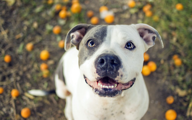 Dog looking up orange background free wallpaper - medium preview image
