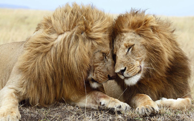 Two lions laying grass together free wallpaper - medium preview image