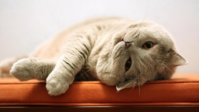 Cat laying back cushion eyes free wallpaper - medium preview image