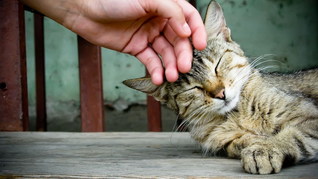 Person petting cat nose hand free wallpaper - medium preview image