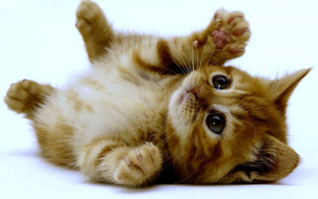 Kitten playing paw ground looking free wallpaper - medium preview image
