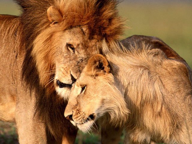 Two lions head rubbing grass free wallpaper - medium preview image