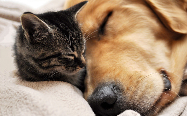 Cat dog sleeping together blanket #2 free wallpaper - medium preview image