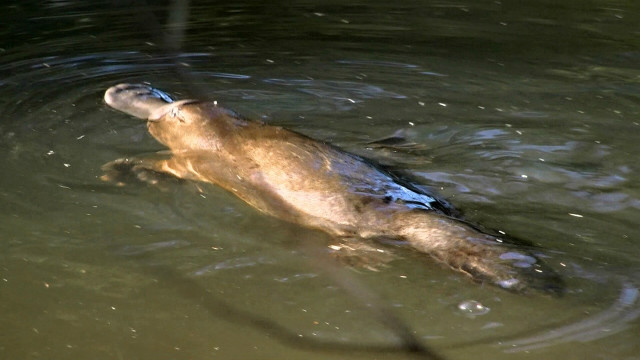 Dead fish floating hook water free wallpaper - medium preview image