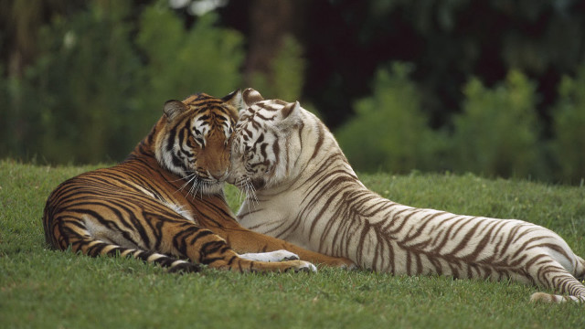 Tigers laying grass rubbing head free wallpaper - medium preview image