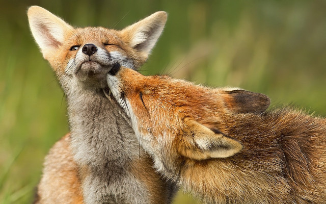 Foxes standing grass rubbing face free wallpaper - medium preview image