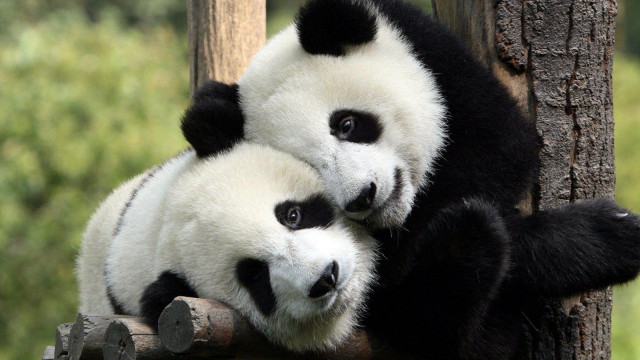 Two panda bears sitting tree free wallpaper - medium preview image