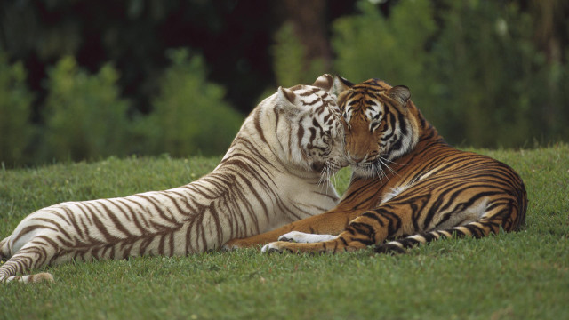 Tigers laying grass noses touching free wallpaper - medium preview image