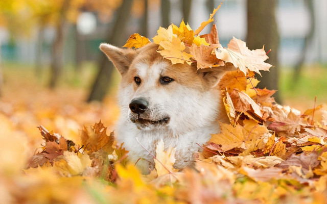 Dog leaf crown autumn field free wallpaper - medium preview image