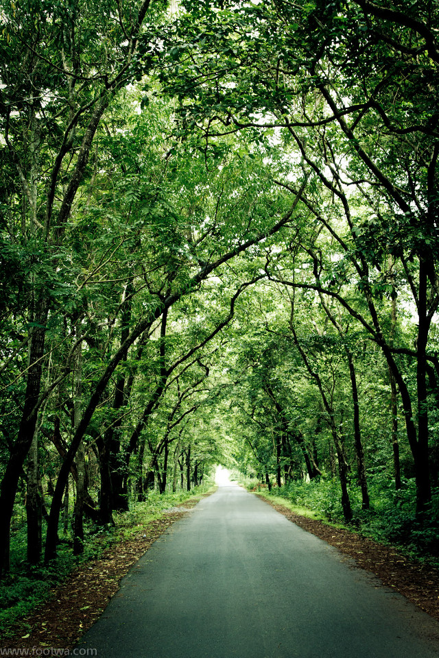 Forest leaves bench sunlight trees free wallpaper - medium preview image