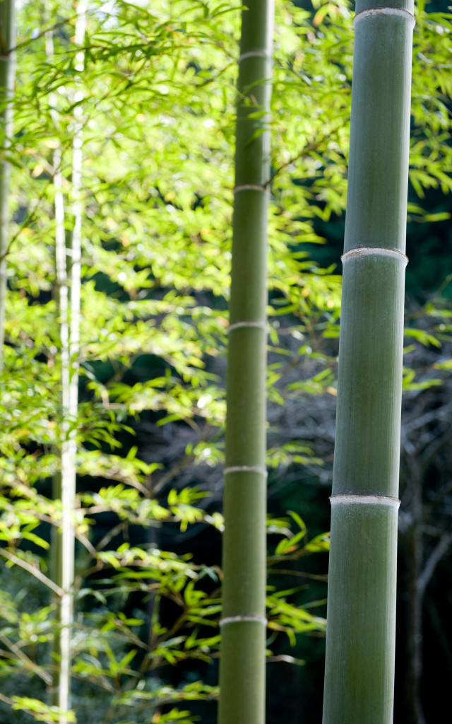 Bamboo green leaves blurry background free wallpaper - medium preview image