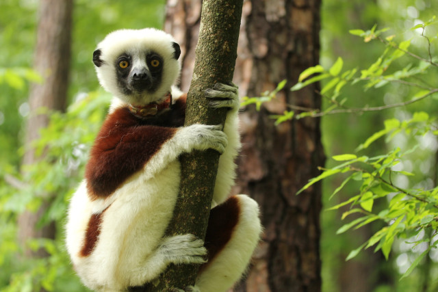 Animal climbing tree forest bokeh free wallpaper - medium preview image