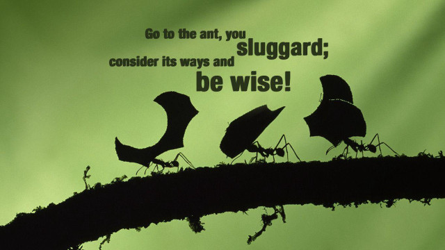 Birds tree branch quote sitting free wallpaper - medium preview image