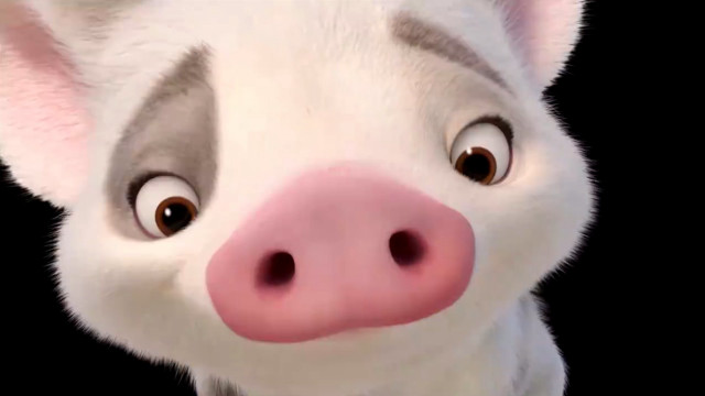 Pig closeup black background pink free wallpaper - medium preview image