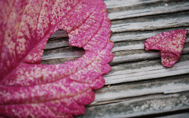 Pink leaf wooden bench wooden free wallpaper - medium preview image