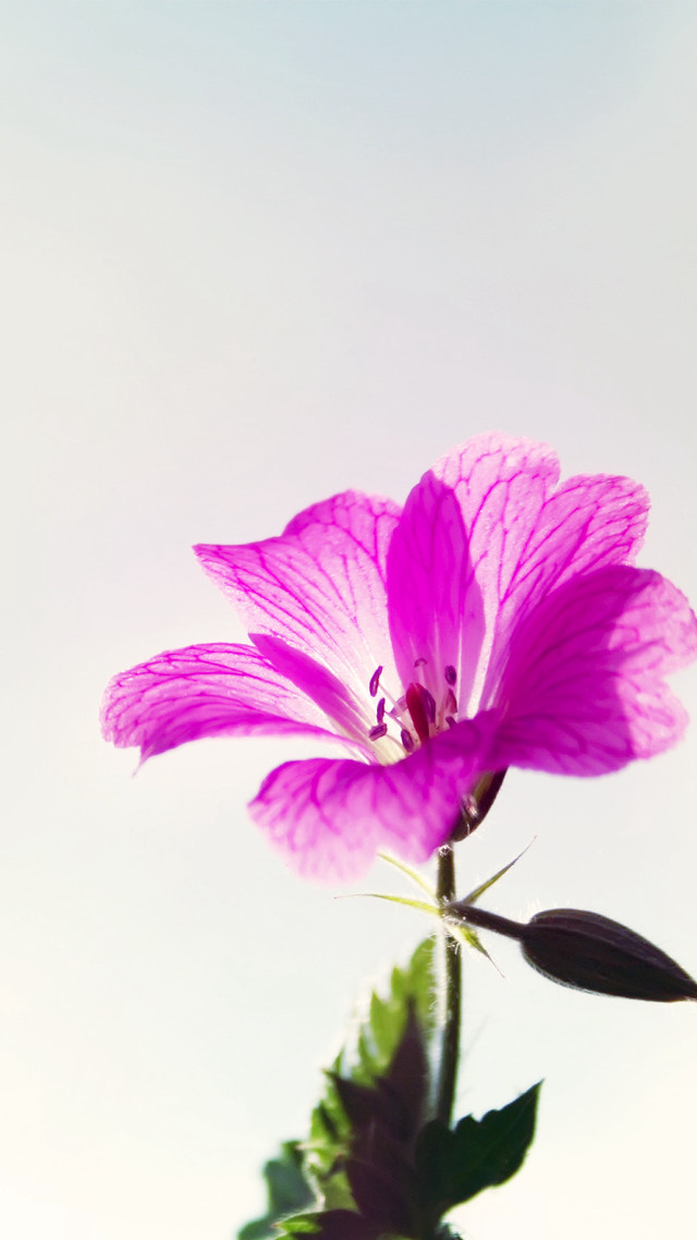 Pink flower vase water table free wallpaper - medium preview image