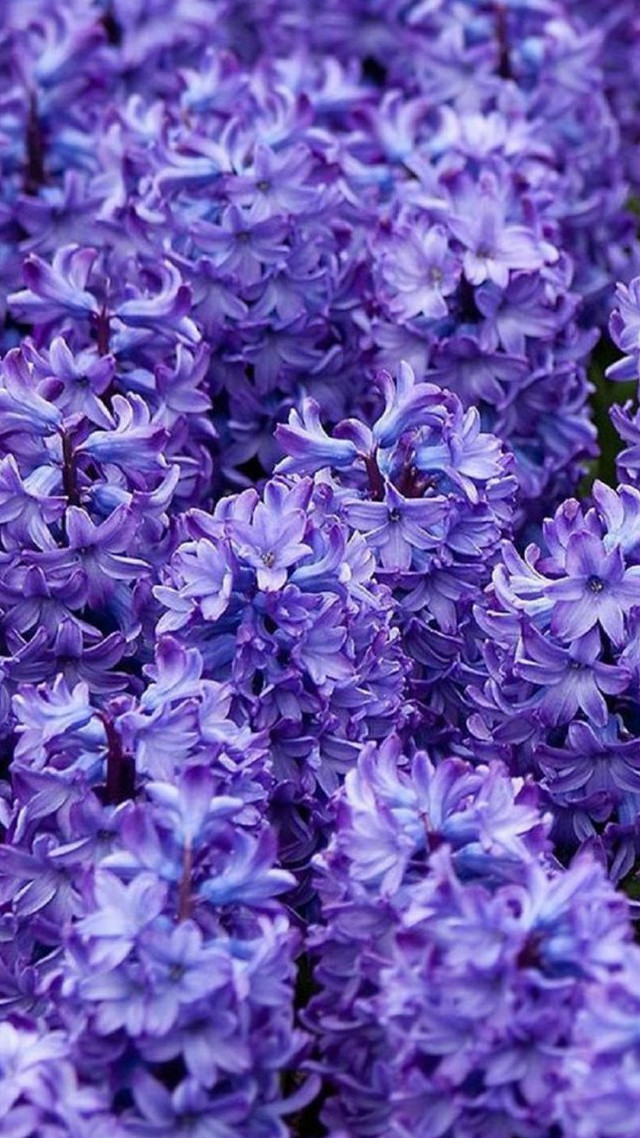 Purple flowers in the grass free wallpaper - medium preview image