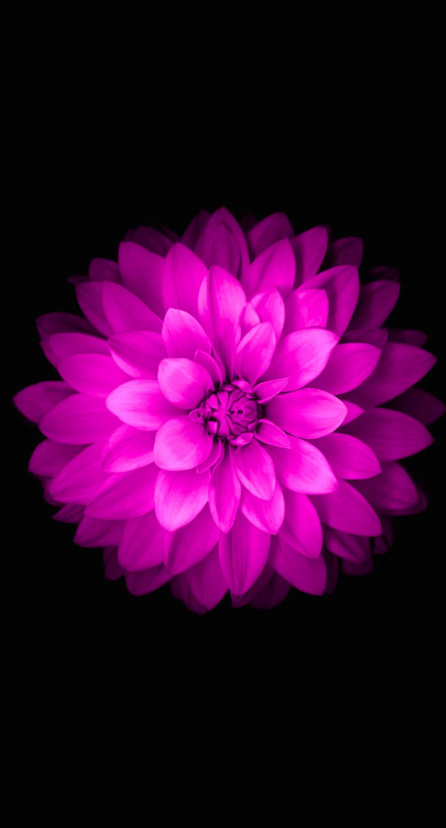 Purple flower dark background black #2 free wallpaper - medium preview image