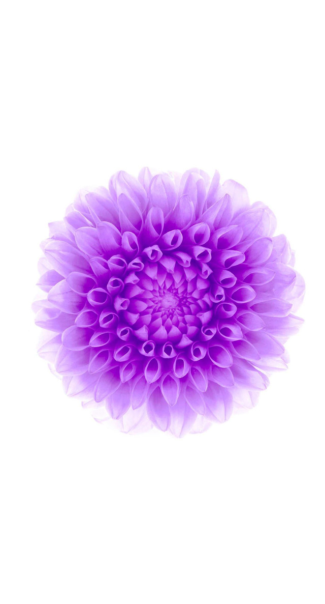Purple flower white background generative free wallpaper - medium preview image