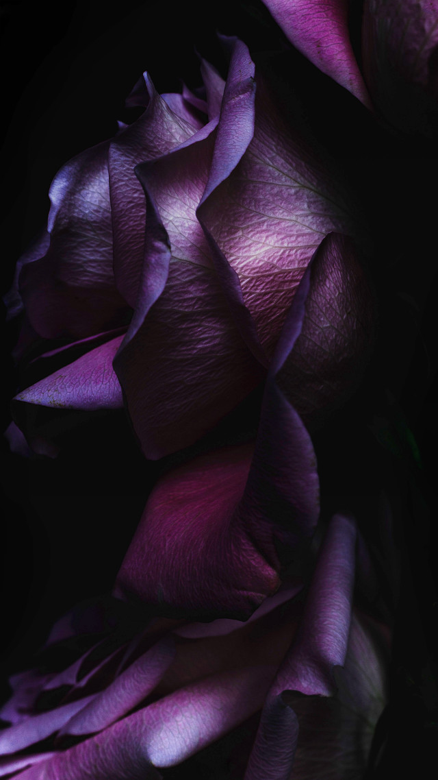 Purple flower closeup black background free wallpaper - medium preview image