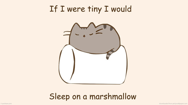 Cat sleeping marshmallow pillow eyes free wallpaper - medium preview image