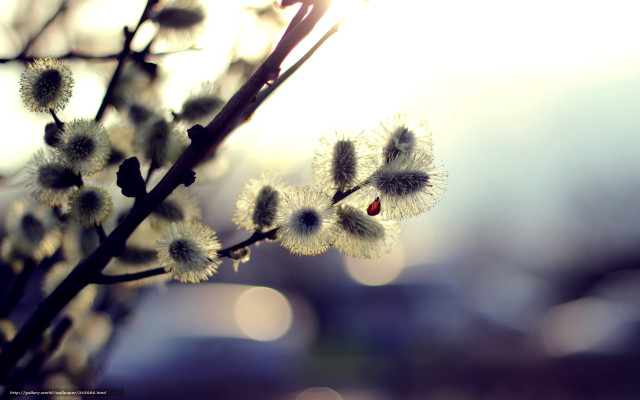 Flower closeup blurry background microscopic free wallpaper - medium preview image