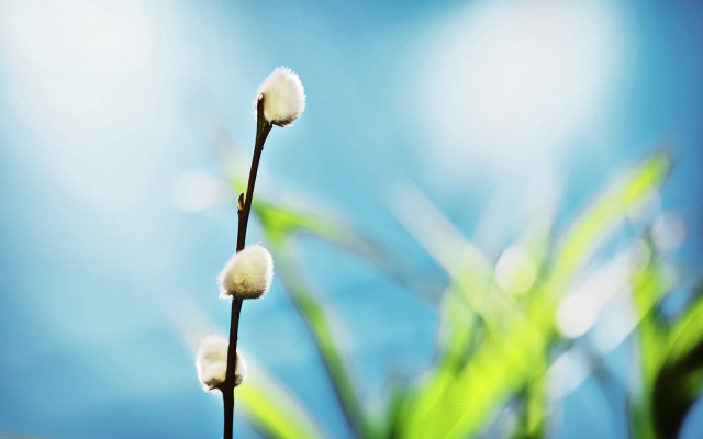 Plant white flowers blue sky free wallpaper - medium preview image