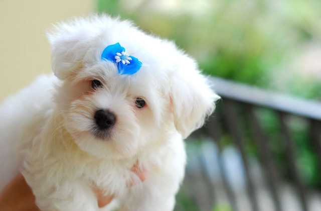 Small white dog blue bow free wallpaper - medium preview image