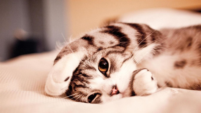 Cat back bed paws pillow free wallpaper - medium preview image