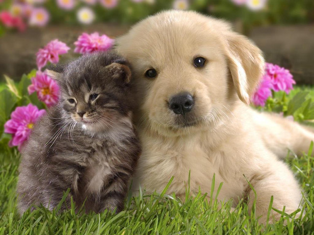 Puppy cat grass flowers background free wallpaper - medium preview image