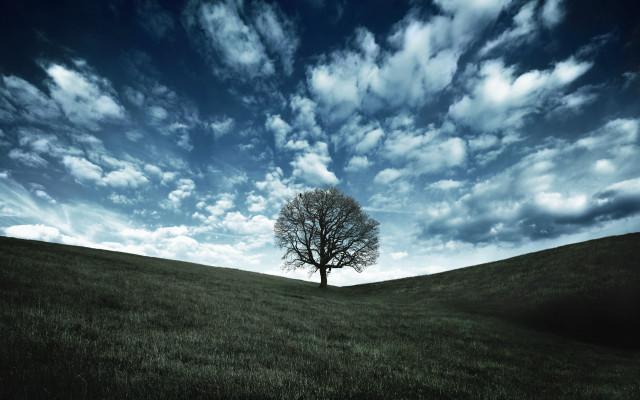 Lone tree grassy field cloudy #2 free wallpaper - medium preview image