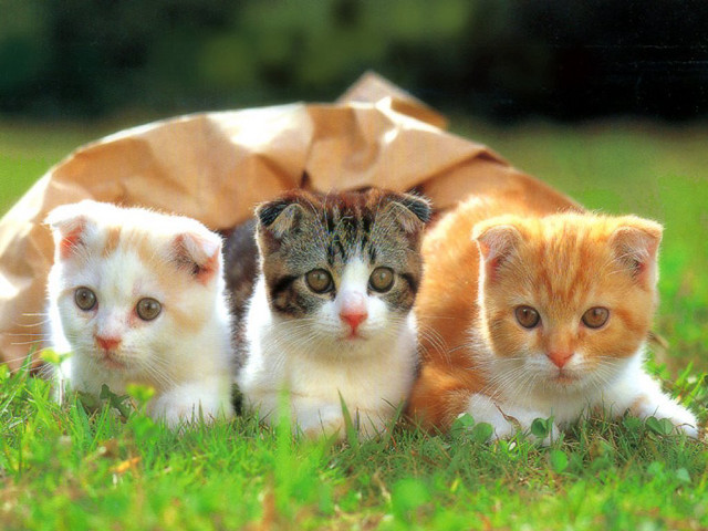 Three kittens grass brown bag free wallpaper - medium preview image