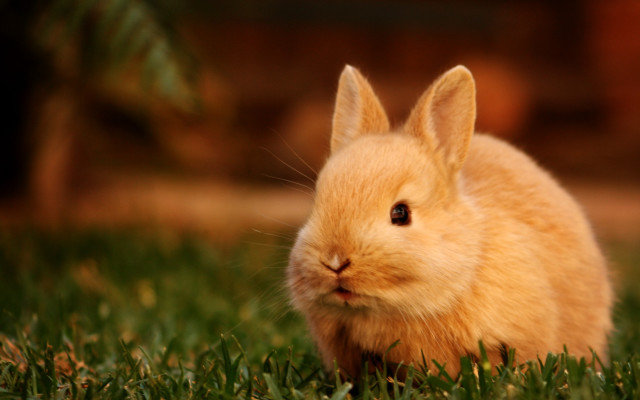 Small rabbit sad grass looking free wallpaper - medium preview image