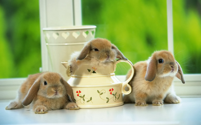 Rabbits teapot window flowers cup free wallpaper - medium preview image