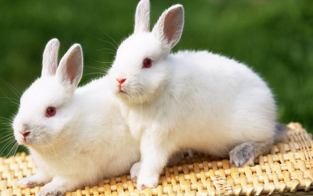 Two white rabbits sitting bamboo free wallpaper - medium preview image