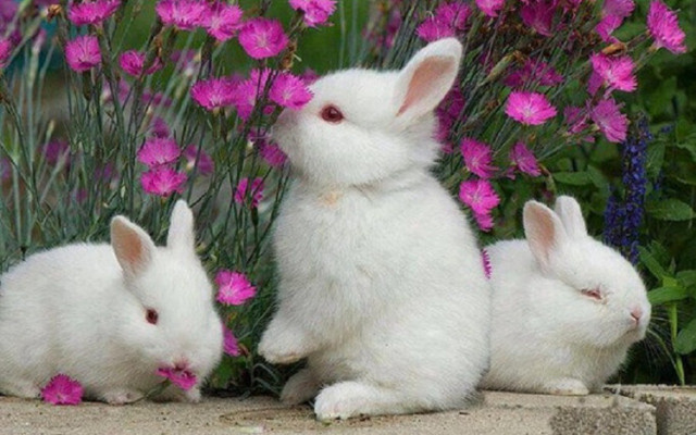 Three white rabbits purple pink free wallpaper - medium preview image