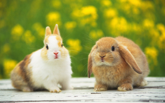 Rabbits wooden surface yellow flowers free wallpaper - medium preview image