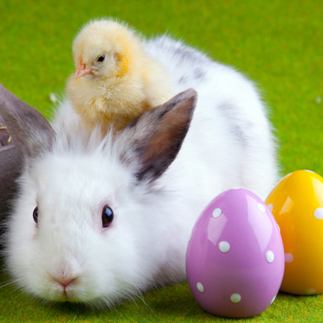 Chicken bunny egg boot small free wallpaper - medium preview image