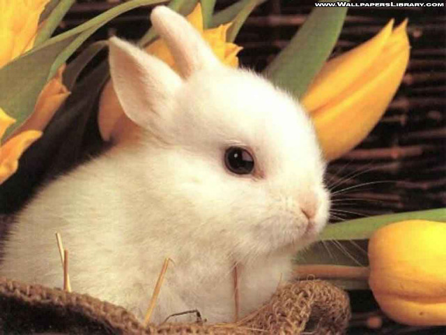 White rabbit basket yellow flowers free wallpaper - medium preview image