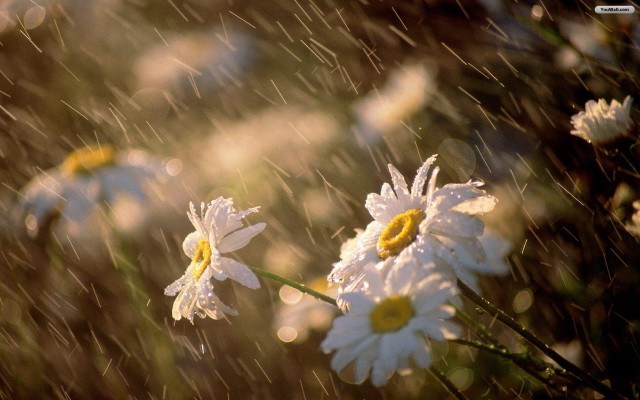 Daisies rain water drops blurry free wallpaper - medium preview image