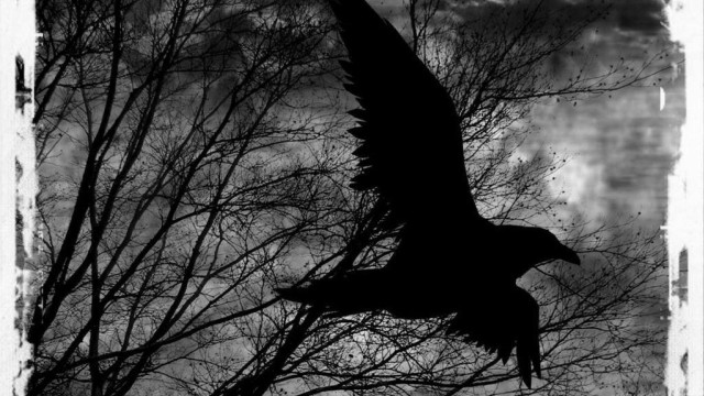 Bird flying trees clouds dark free wallpaper - medium preview image