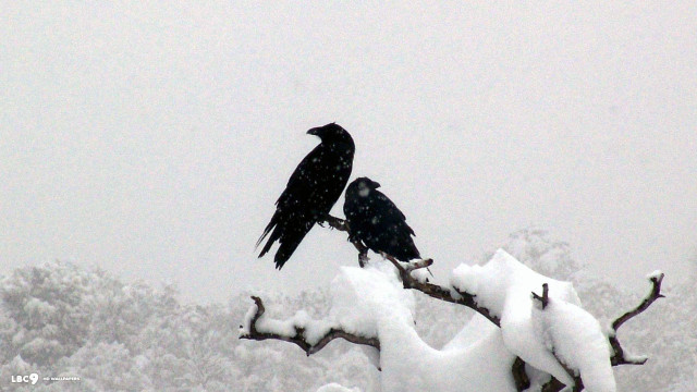 Black birds perched branch snow free wallpaper - medium preview image