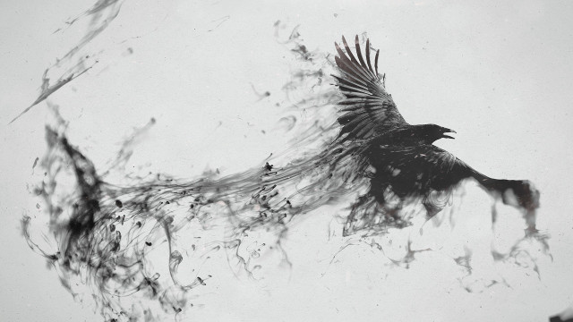 Bird flying wings spread out free wallpaper - medium preview image